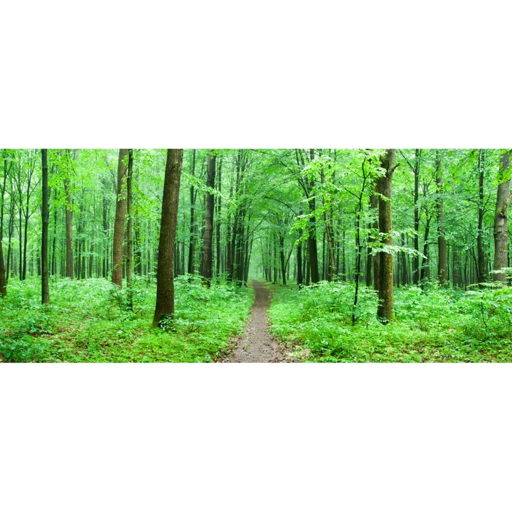 PVC öntapadós tapéta - Green Forest Path, 100 x 150 cm