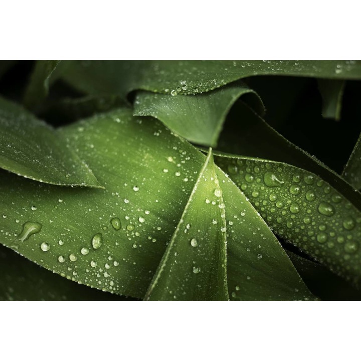PVC öntapadó tapéta - Közelkép harmattal a leveleken, 100 x 150 cm