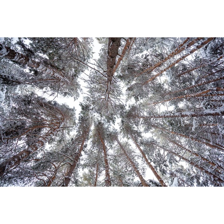 PVC öntapadó tapéta - Fenyőerdőn keresztül az égre nézve, 100 x 150 cm