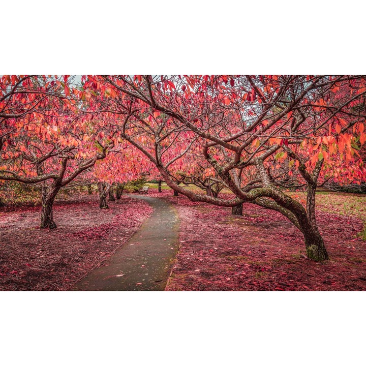PVC öntapadós tapéta - Út a cseresznyefák között, 100 x 150 cm