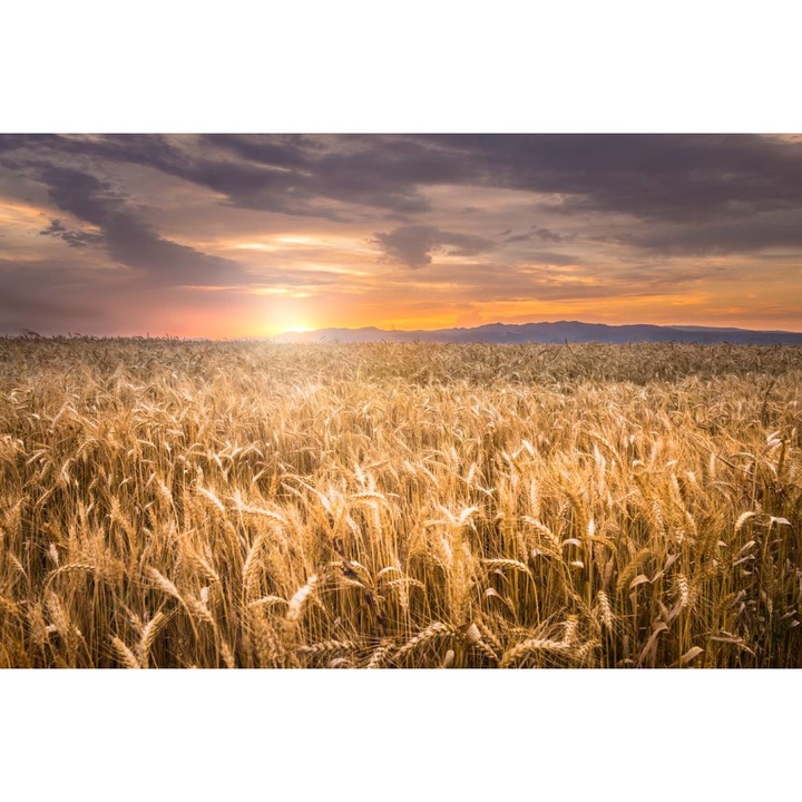 PVC öntapadó tapéta - Sunrise over the Wheat Field, 100 x 150 cm