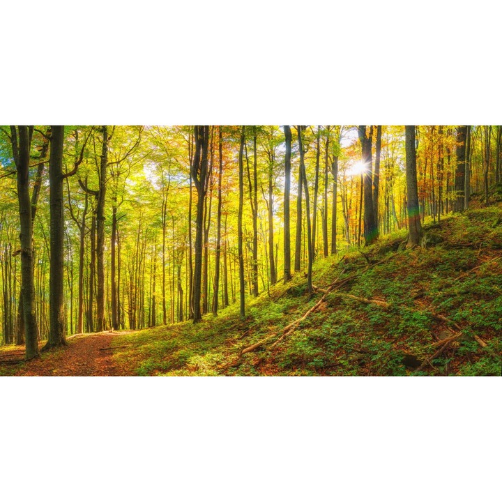 PVC öntapadós tapéta - Nap a fák között az erdőben, 100 x 150 cm