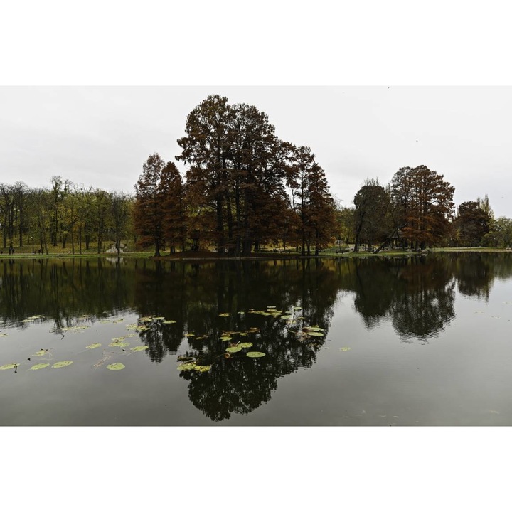 PVC öntapadó tapéta - Fák tükröződése a tóban a parkban, 100 x 150 cm