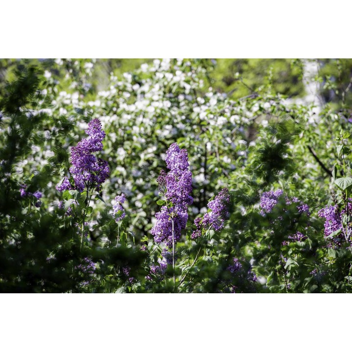 Öntapadó PVC tapéta - Természetben virágzó jácintok, 100 x 150 cm