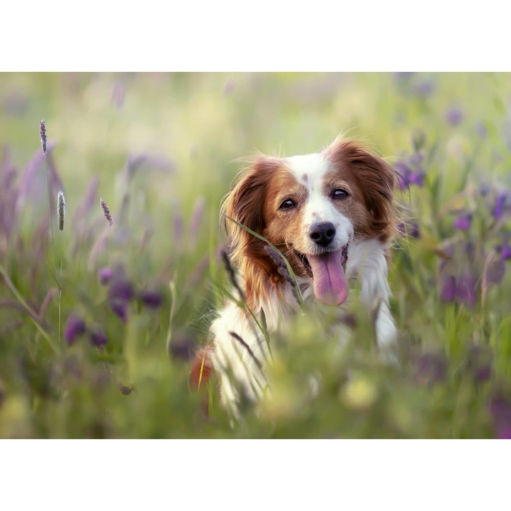 Öntapadó PVC tapéta - Virágok között futó kutya, 100 x 150 cm