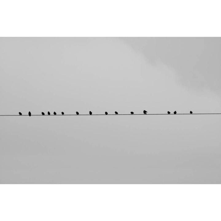 PVC öntapadós tapéta - Birds On Wire, 100 x 160 cm