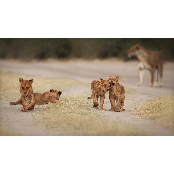 Tablou Canvas - Mama Si Puii De Lei, 50x35 cm