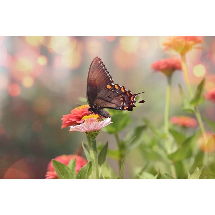 Öntapadó PVC tapéta - Pillangók a színes virágon, 100 x 150 cm