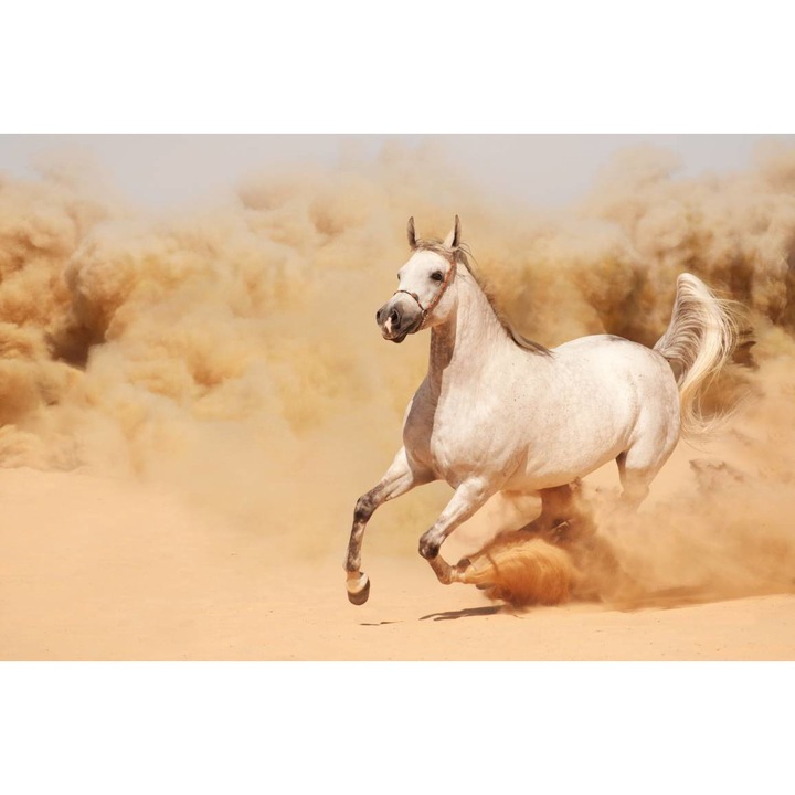 PVC öntapadó tapéta - The White Horse In The Desert, 100 x 150 cm