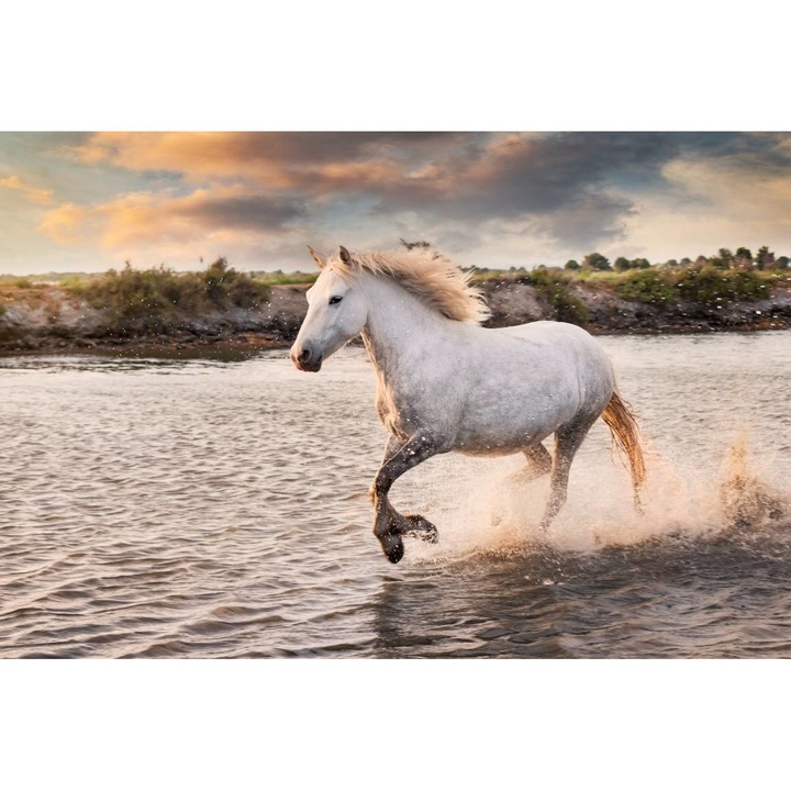 Tablou Canvas - Calul Alb In Alergare, 50x35 cm