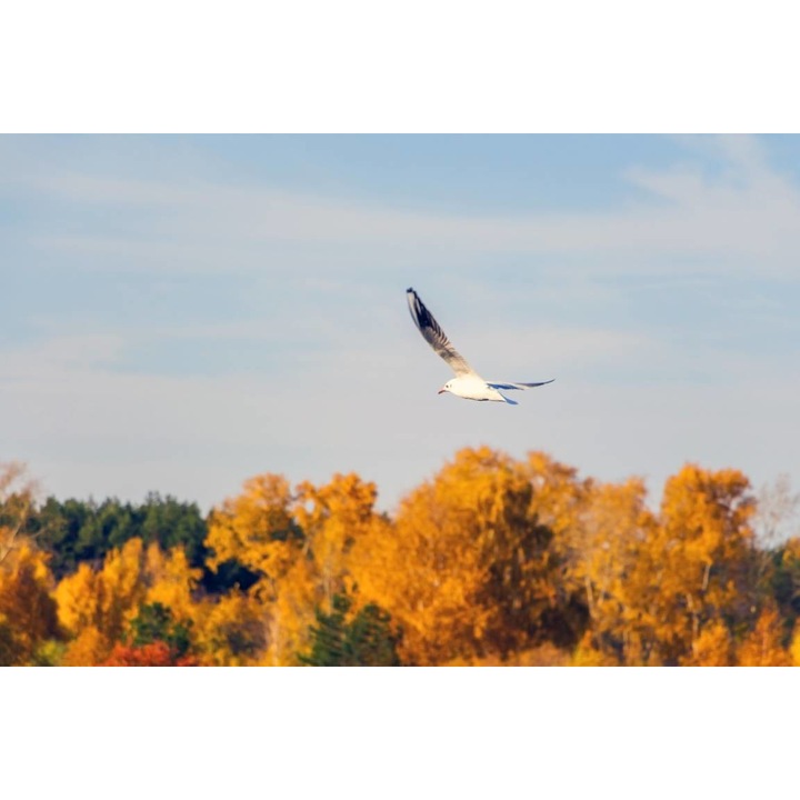 PVC öntapadó tapéta - Pescarus In Flight On A Sunny Day, 100 x 150 cm