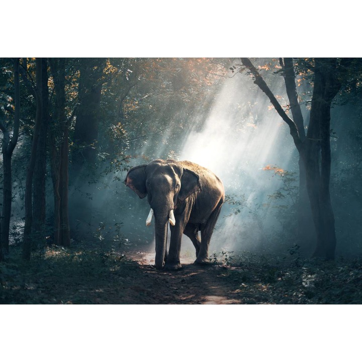 PVC öntapadó tapéta - The Forest Elephant, 100 x 150 cm