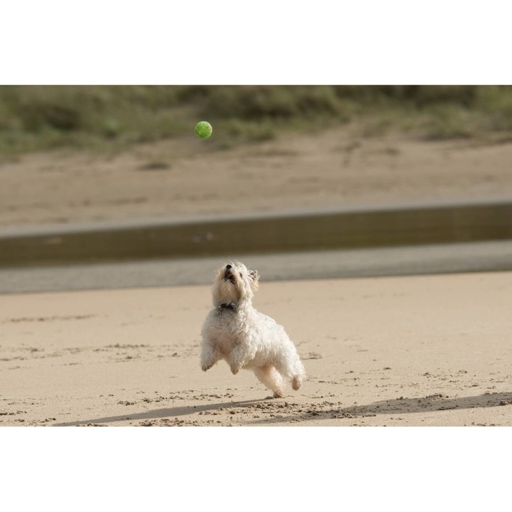 PVC öntapadó tapéta - The Dog And The Ball On The Beach, 100 x 150 cm