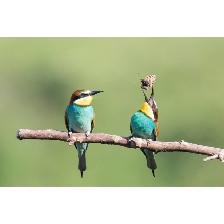 Öntapadó PVC tapéta - Színes madár az asztalnál, 100 x 150 cm