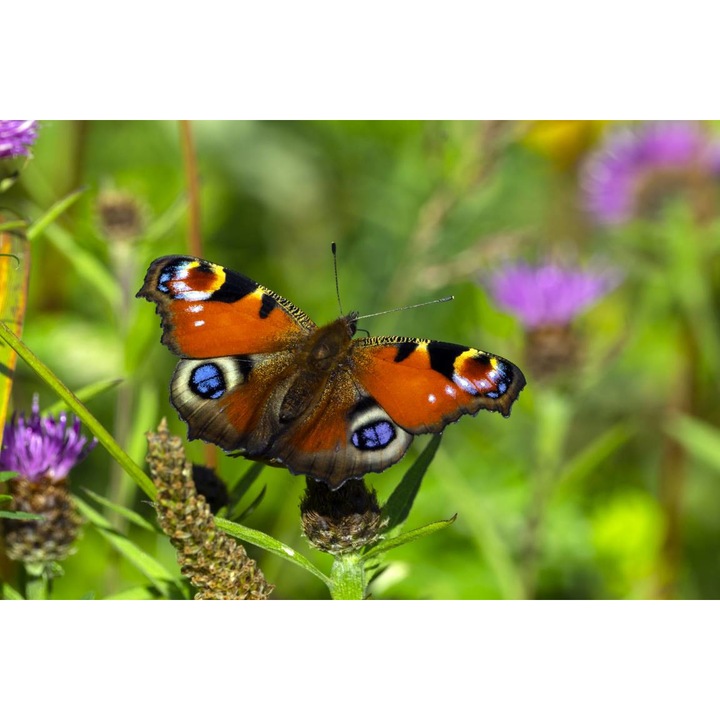 Öntapadó PVC tapéta - Tarka pillangók, 100 x 150 cm