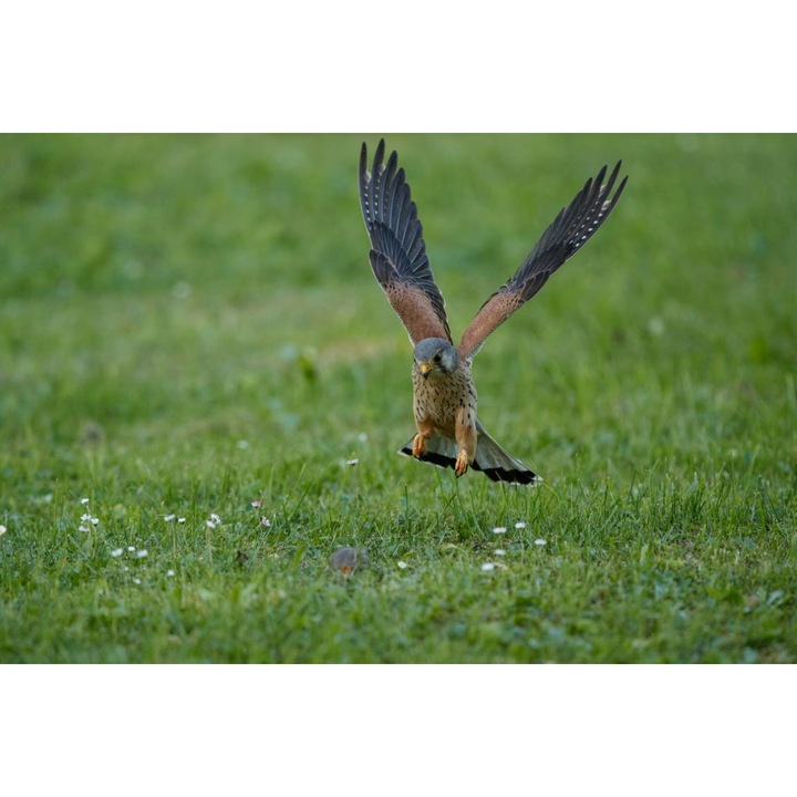 Öntapadó PVC tapéta - Vulturul La Atac, 100 x 150 cm