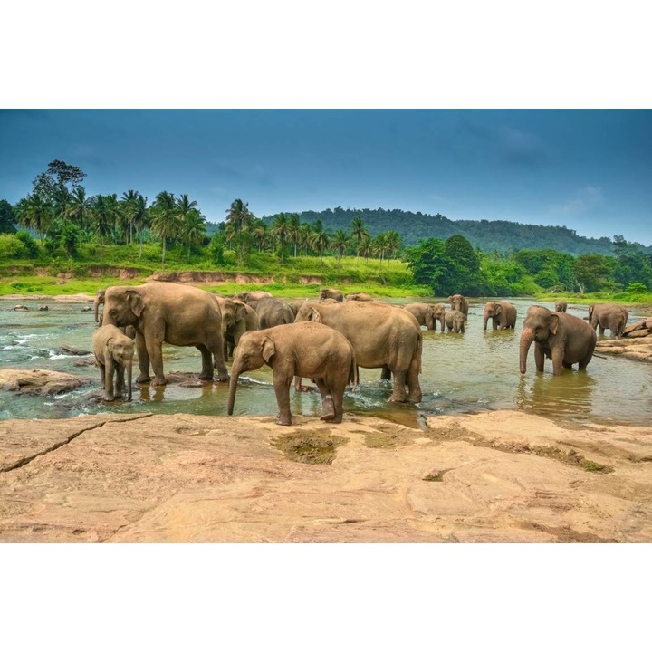 PVC öntapadó tapéta - Group Of Elephants At The Lake, 100 x 150 cm