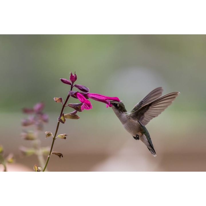 Öntapadó PVC tapéta - Kolibri és Virág, 100 x 150 cm