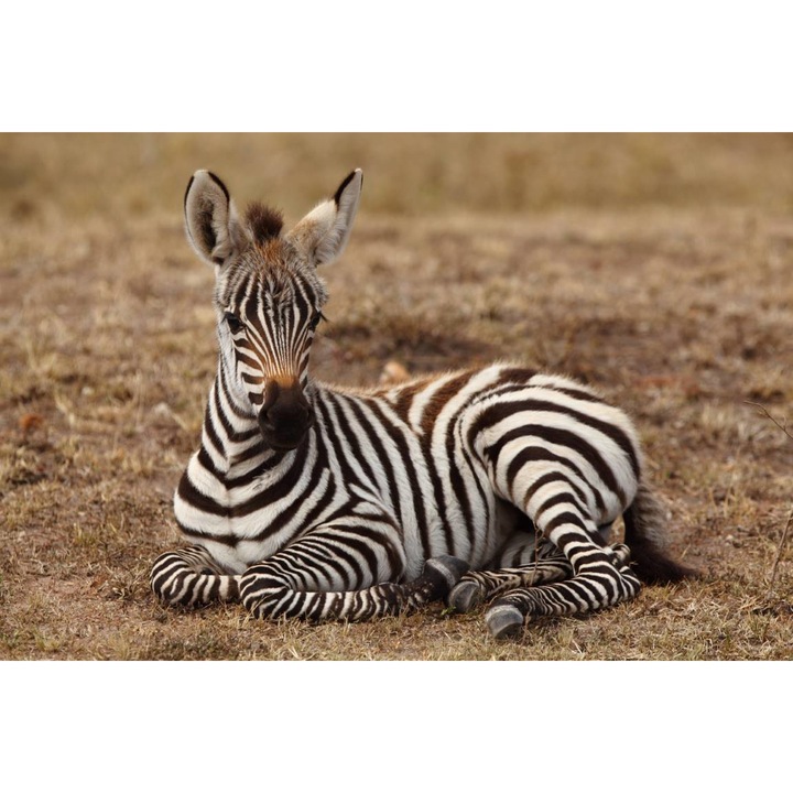 Öntapadó PVC tapéta - Zebra In The Jungle, 100 x 150 cm