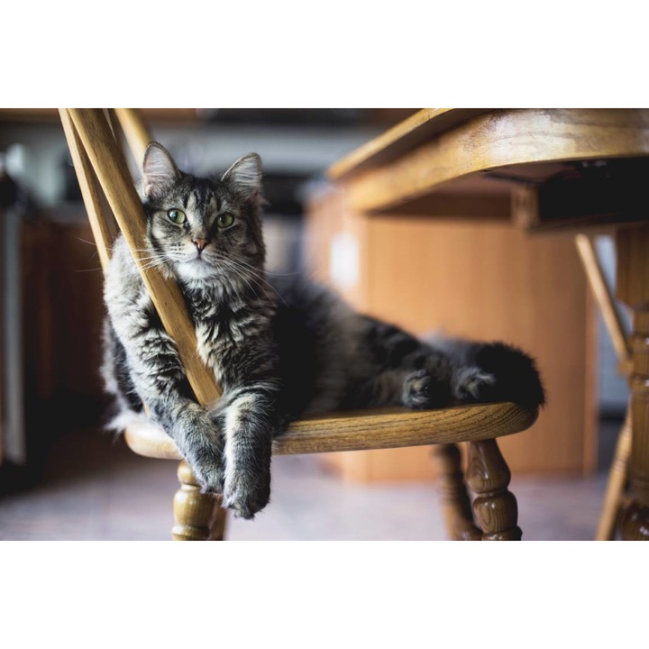 PVC öntapadó tapéta - Sleeping Cat On Chair, 100 x 150 cm