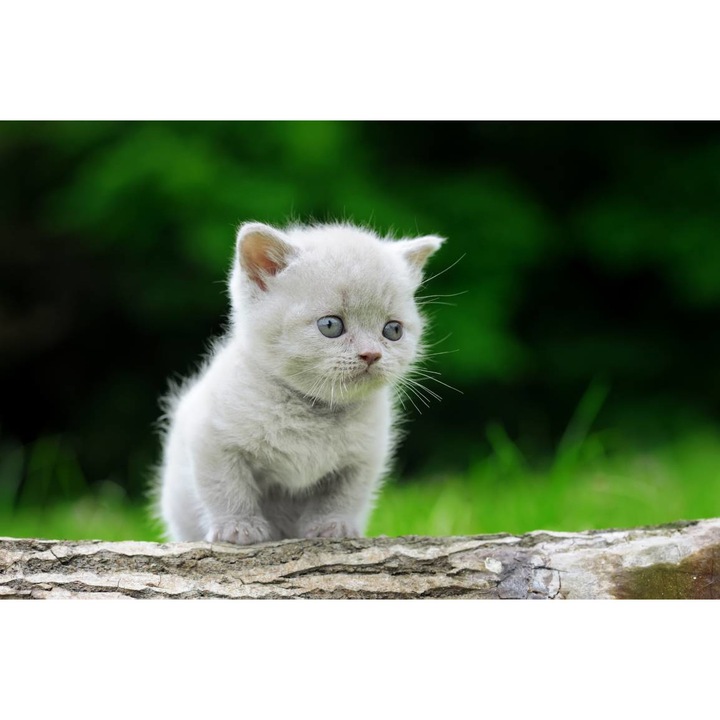 Öntapadó PVC tapéta - Kitten In Nature, 100 x 150 cm