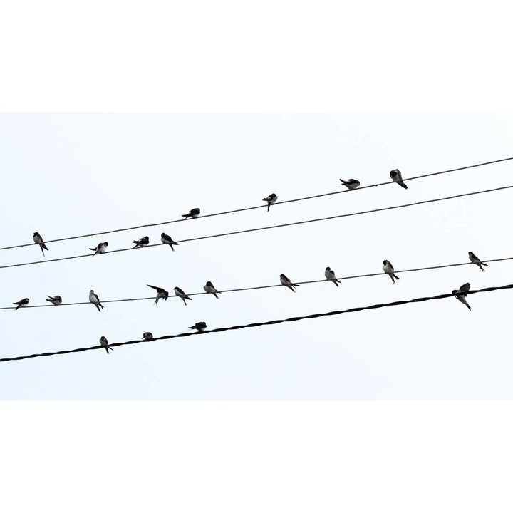 Sticker perete - Stol De Pasari Pe Cablurile Electrice, 70x120 cm