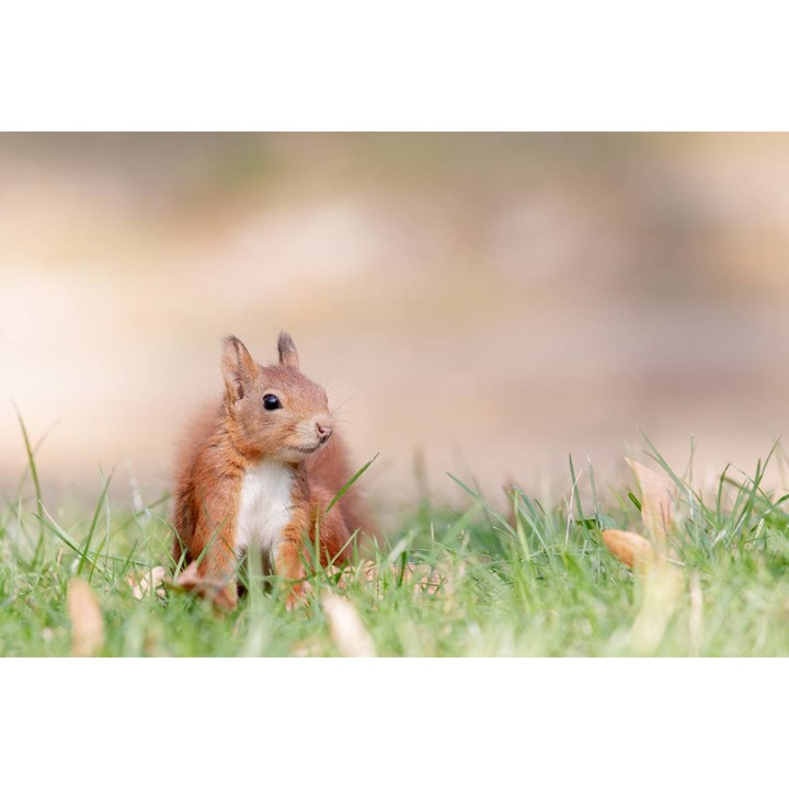 Öntapadó PVC tapéta - Squirrel On The Field, 100 x 150 cm