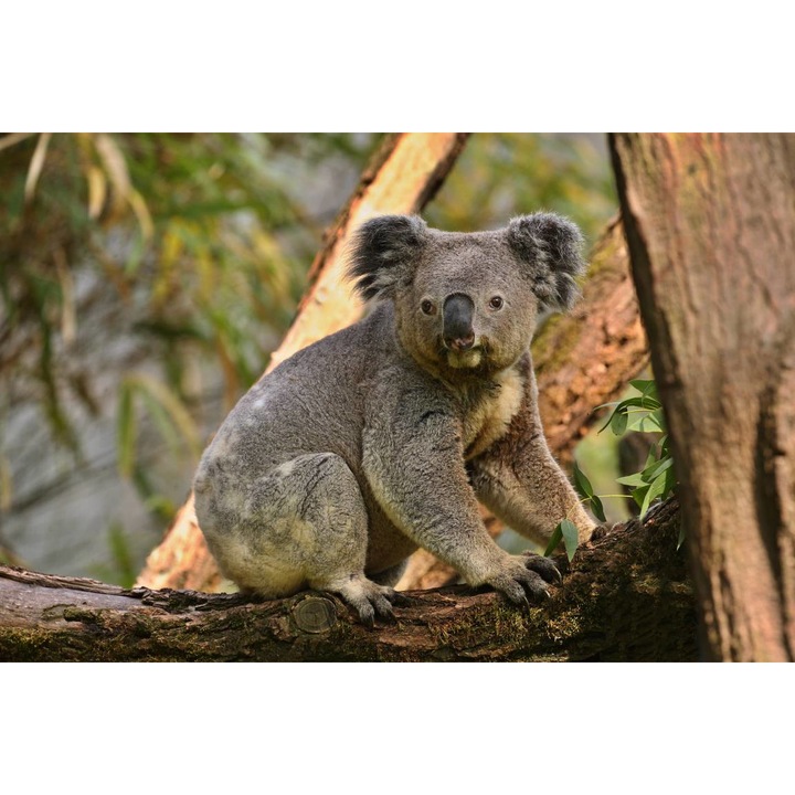 Öntapadó PVC tapéta - Koala Bear In Tree, 100 x 150 cm