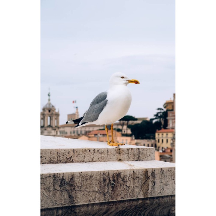 Öntapadó PVC tapéta - Magasság, 100 x 150 cm