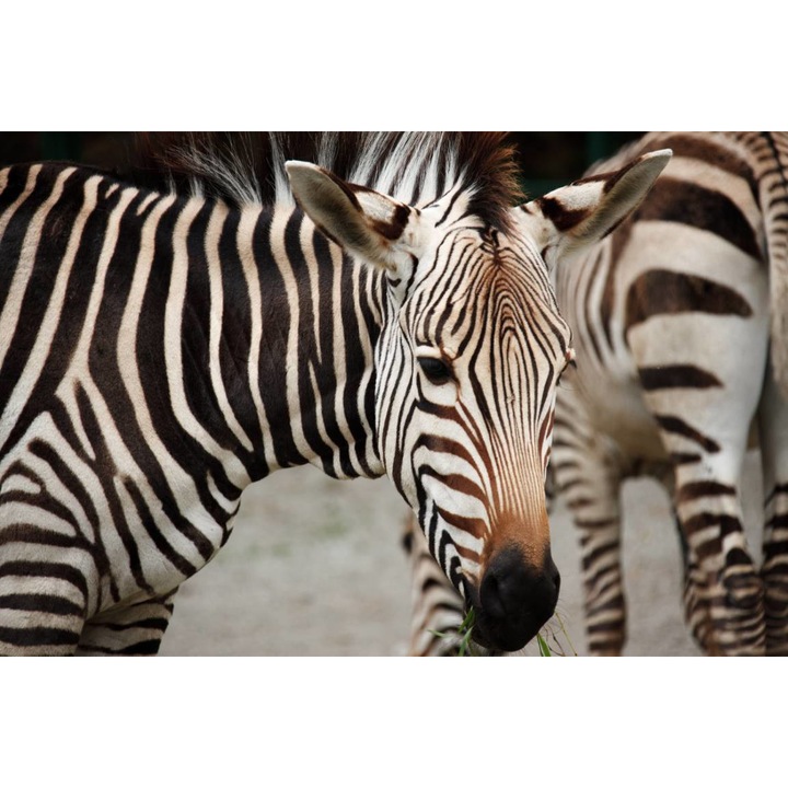 Öntapadó PVC tapéta - Zebrák, 100 x 150 cm