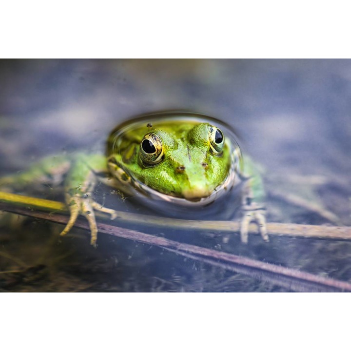 Öntapadó PVC tapéta - Happy Green Frog, 100 x 150 cm