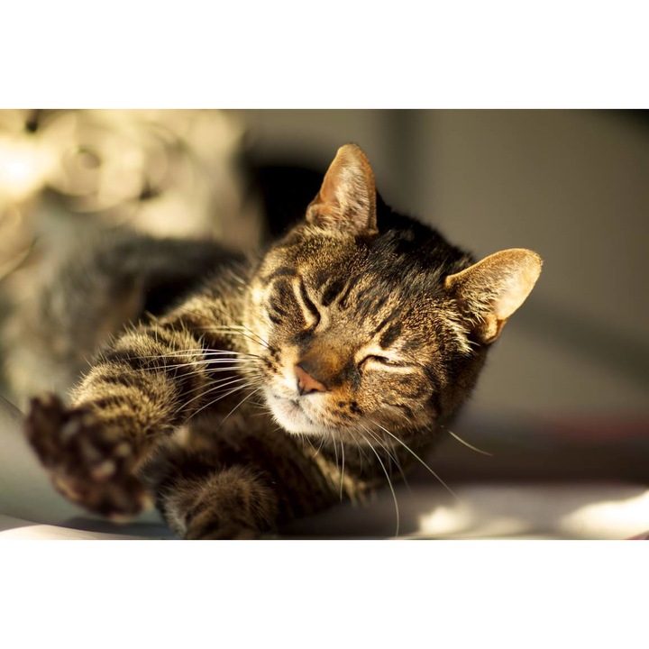 Öntapadó PVC tapéta - Morning Stretch, 100 x 150 cm