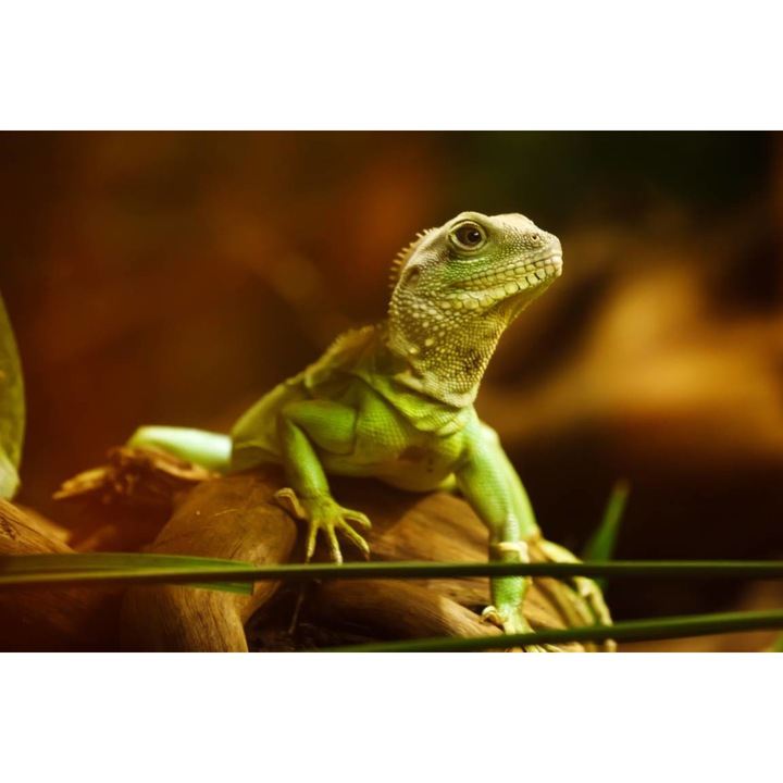 Öntapadó PVC tapéta - Green Lizard, 100 x 150 cm