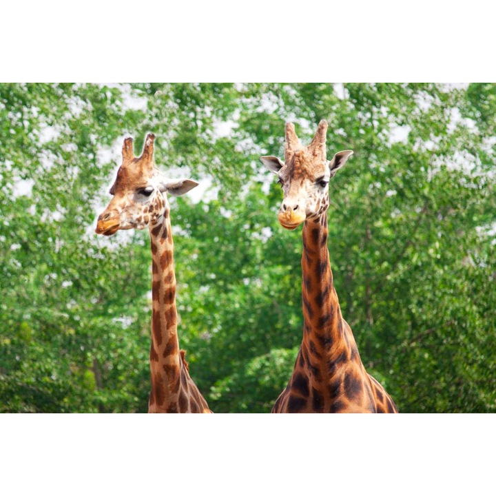 Öntapadó PVC tapéta - Két zsiráf, 100 x 150 cm