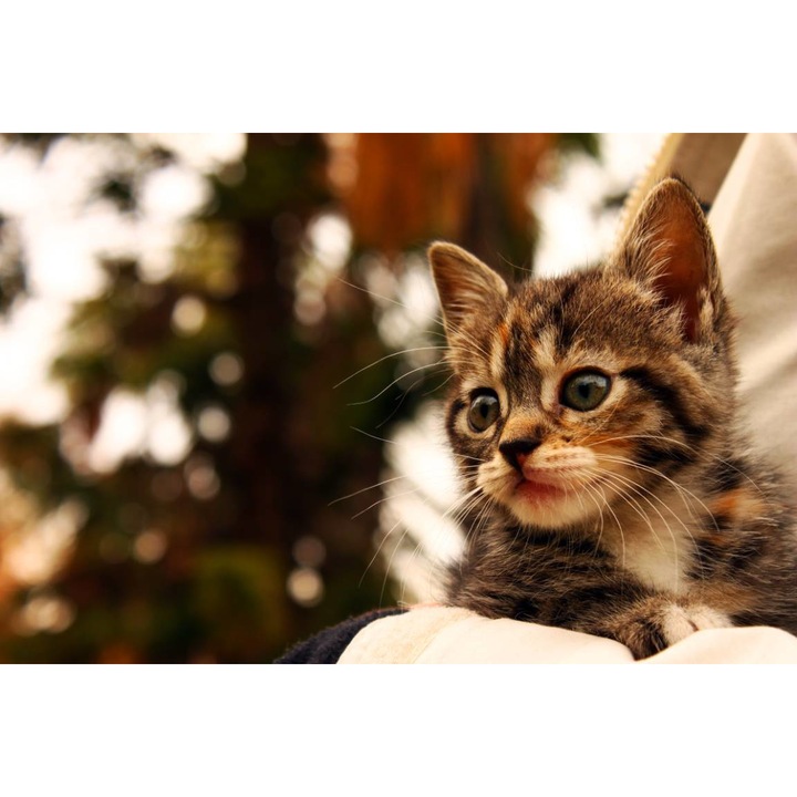 PVC öntapadós tapéta - Mustacila cica, 100 x 150 cm