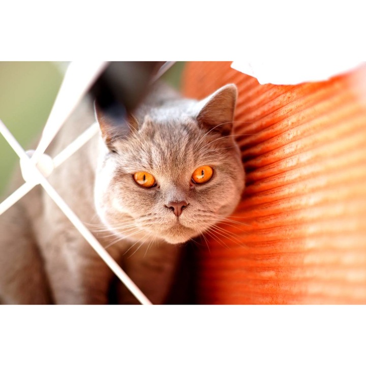 PVC öntapadós tapéta - Orange Cat, 100 x 150 cm