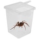 Terrárium pókoknak, Terrario, Műanyag, 9 x 9 x 11 cm, Átlátszó