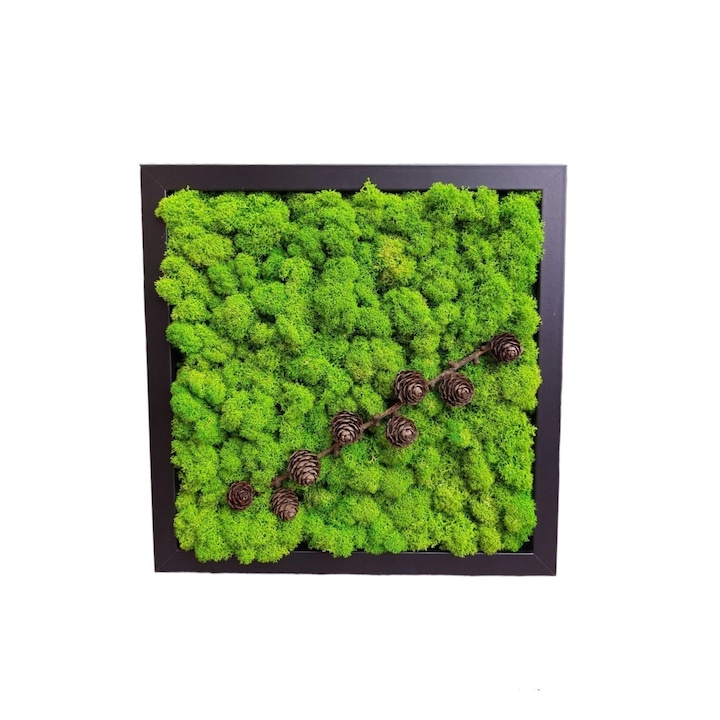 Tablou, licheni stabilizati, conuri de brad, 27x27 cm