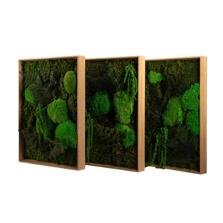 Set de 3 Tablouri cu muschi si plante stabilizate, rama natur 31x41x4 cm