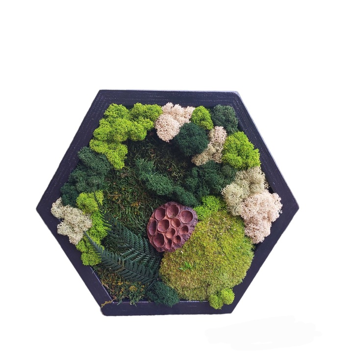 Tablou hexagon, cu muschi si licheni stabilizati, 30 cm