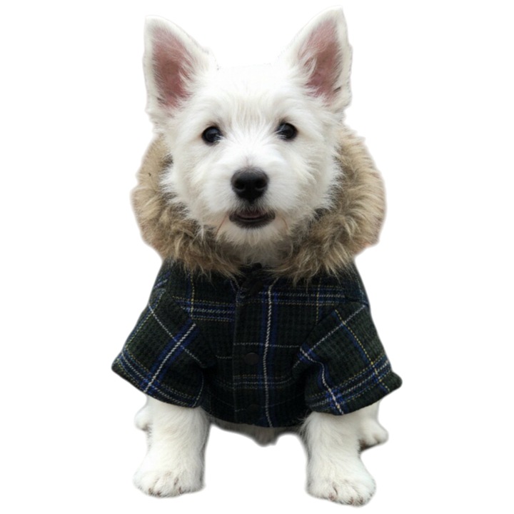 Hanorac cu gluga pentru caini, XINA2119verde, verde, M INTL