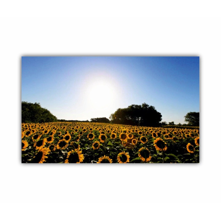Tablou Canvas, 1 piesa, Camp de floarea soarelui 6 0076, Tipar UV pe panza PREMIUM din BUMBAC (400 g.mp) si intins pe sasiu din lemn, Profil 2X3.6cm, 100X60 cm