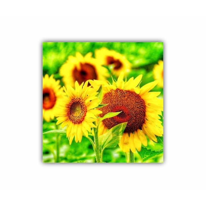 Tablou Canvas, 1 piesa, Floarea soarelui 1 0078, Tipar UV pe panza PREMIUM din BUMBAC (340 g/mp) si intins pe sasiu din lemn (Profil 2X3.6cm), 100X100 cm