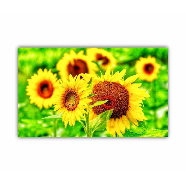 Tablou Canvas, 1 piesa, Floarea soarelui 1 0078, Tipar UV pe panza PREMIUM din BUMBAC (340 g/mp) si intins pe sasiu din lemn (Profil 2X3.6cm), 100X60 cm