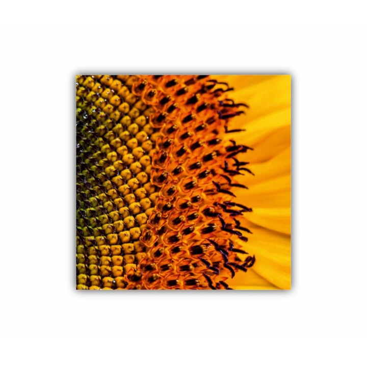 Tablou Canvas, 1 piesa, Floarea soarelui 3 0080, Tipar UV pe panza PREMIUM din BUMBAC (340 g/mp) si intins pe sasiu din lemn (Profil 2X3.6cm), 100X100 cm