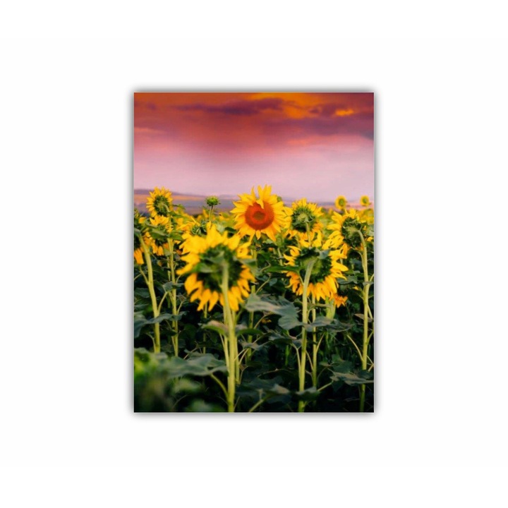 Tablou Canvas, 1 piesa, Floarea soarelui 2 0079, Tipar UV pe panza PREMIUM din BUMBAC (340 g/mp) si intins pe sasiu din lemn (Profil 2X3.6cm), 90X120 cm