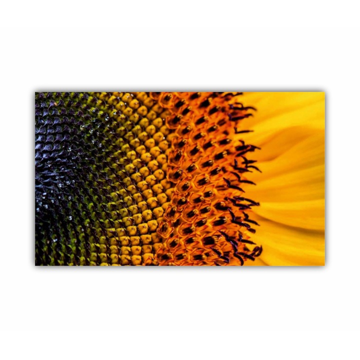 Tablou Canvas, 1 piesa, Floarea soarelui 3 0080, Tipar UV pe panza PREMIUM din BUMBAC (340 g/mp) si intins pe sasiu din lemn (Profil 2X3.6cm), 100X60 cm