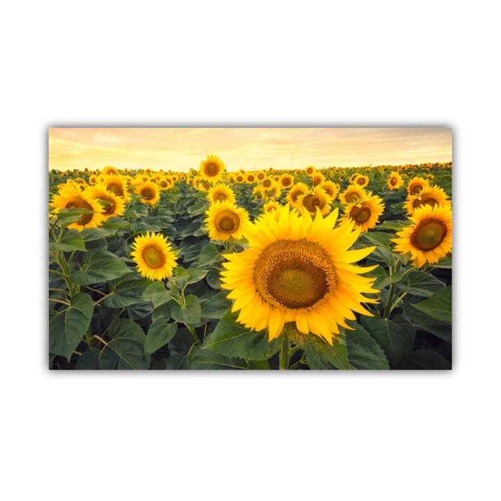Tablou Canvas, 1 piesa, Floarea soarelui 5 0082, Tipar UV pe panza PREMIUM din BUMBAC (340 g/mp) si intins pe sasiu din lemn (Profil 2X3.6cm), 100X60 cm