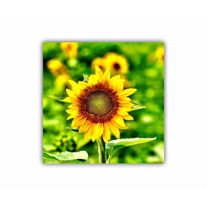 Tablou Canvas, 1 piesa, Floarea soarelui 7 0084, Tipar UV pe panza PREMIUM din BUMBAC (340 g/mp) si intins pe sasiu din lemn (Profil 2X3.6cm), 100X100 cm
