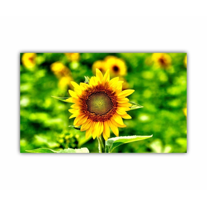 Tablou Canvas, 1 piesa, Floarea soarelui 7 0084, Tipar UV pe panza PREMIUM din BUMBAC (340 g/mp) si intins pe sasiu din lemn (Profil 2X3.6cm), 100X60 cm